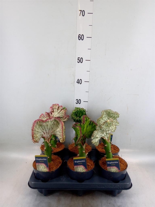 <h4>Euphorbia lactea 'Cristata'</h4>