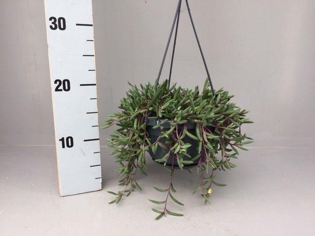 <h4>Senecio herrianus purple flush</h4>