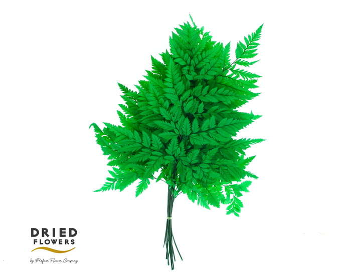 Dried Bleached Leatherleaf Forest Green