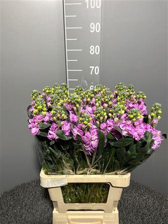 <h4>Matth Iron Pink</h4>