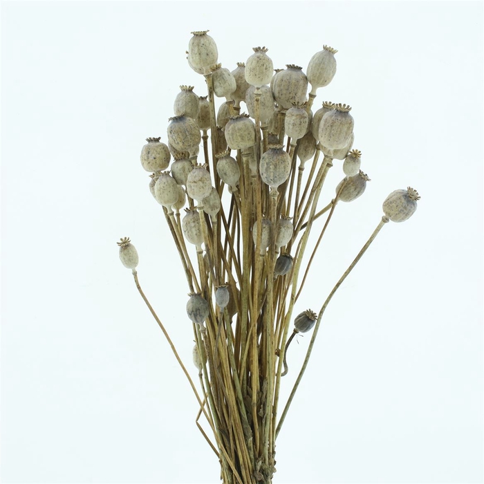 Dried Papaver Naturel ( Ca 50 Stems P Bs)