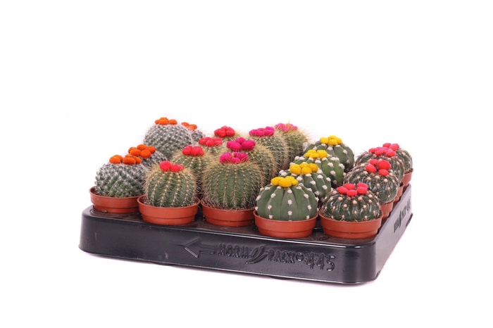 <h4>Cactus stro 5,5 cm</h4>