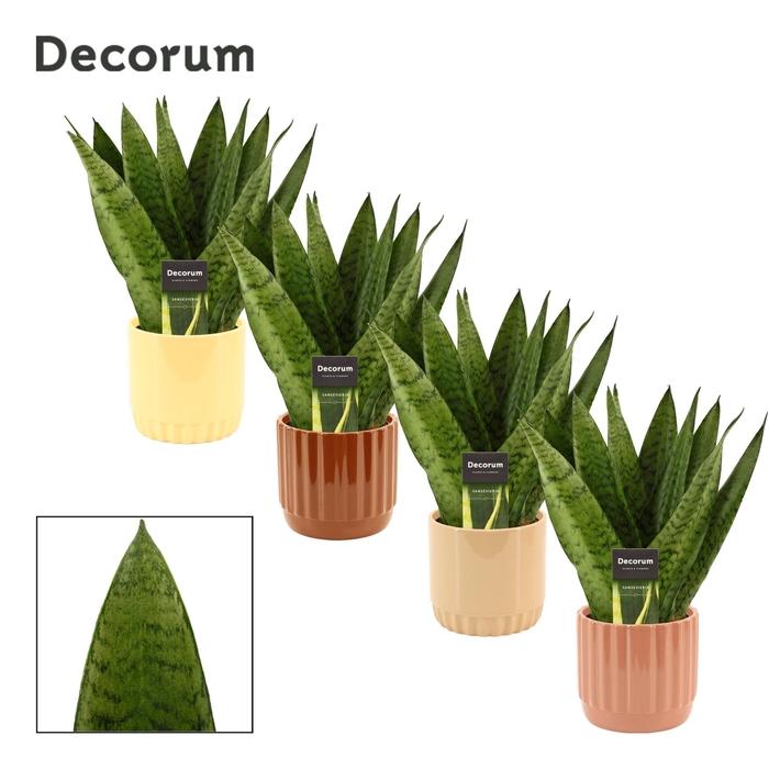 <h4>Sansevieria Zeylanica Fan 12 cm in Liam (Coffee blend-collection</h4>