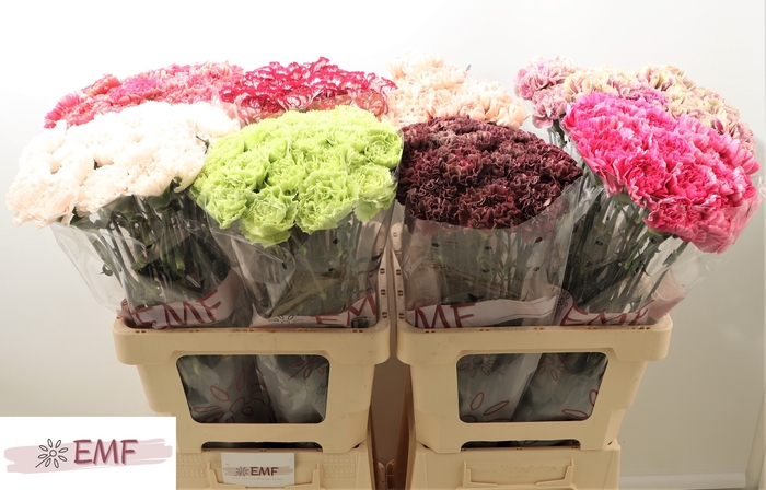 <h4>Di St Gem in Fust</h4>