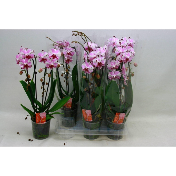 <h4>PHAL EL CASCADE</h4>