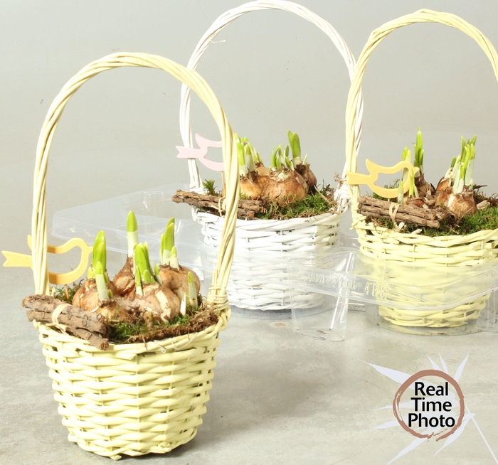 <h4>ARR NARCISSUS</h4>