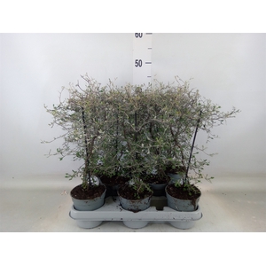 Corokia cotoneaster