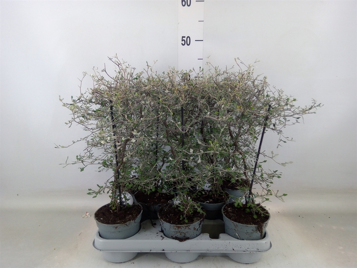 <h4>Corokia cotoneaster</h4>