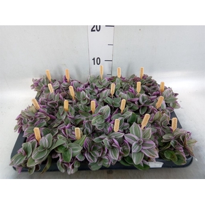 Tradescantia cerinth. 'Sweetness'