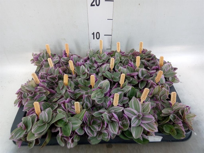 <h4>Tradescantia cerinth. 'Sweetness'</h4>
