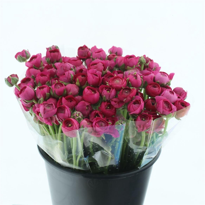 <h4>Ran El Sr Hot Pink Extra</h4>