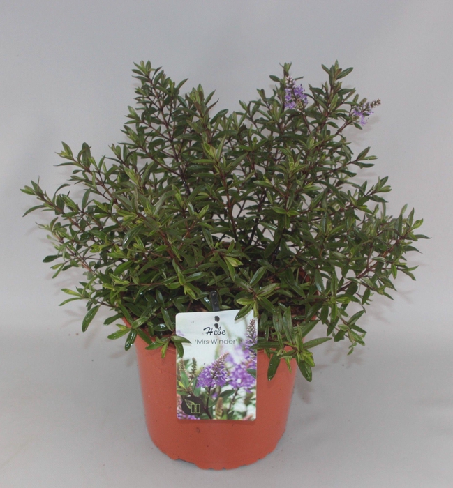 <h4>Hebe 'Mrs Winder' C5</h4>