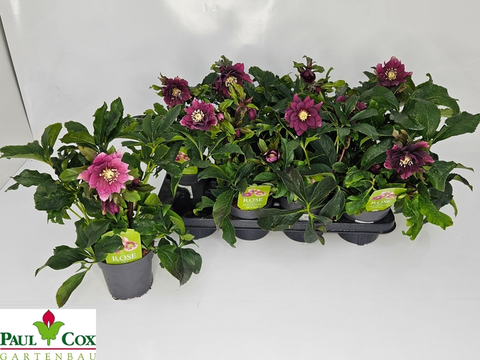 <h4>HELL OR DO EL RED</h4>