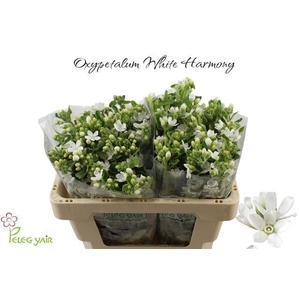 OXY CO PERF WHI HARM