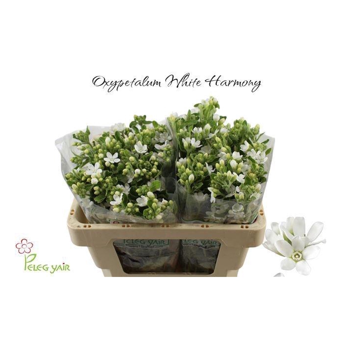 <h4>OXY CO PERF WHI HARM</h4>