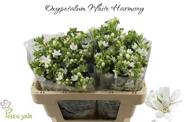 <h4>OXY CO PERF WHI HARM</h4>