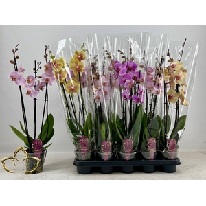 PHAL GEM