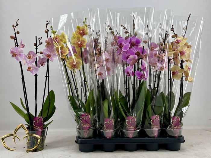 <h4>PHAL GEM</h4>