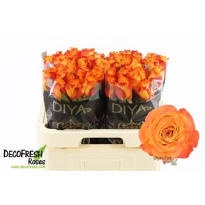 R Gr Diya's Fire
