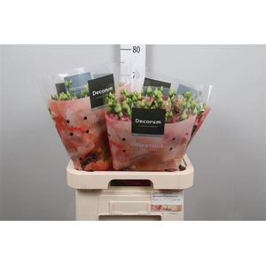 Eus G Elece Retro Rose