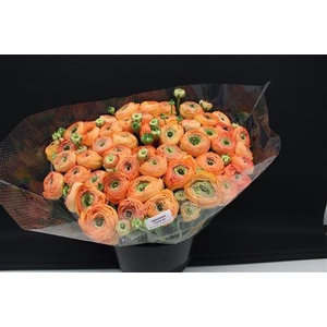 Cloni Super Zalm 750