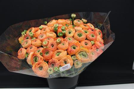 <h4>Cloni Super Zalm 750</h4>