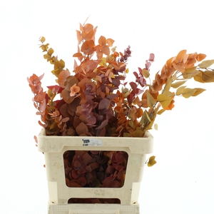 DECORGROEN KLB BS H%