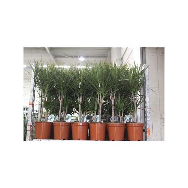 <h4>Dra Marginata 45-15 Cm</h4>