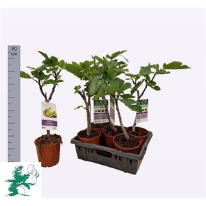FICUS CARICA OP STAM C20