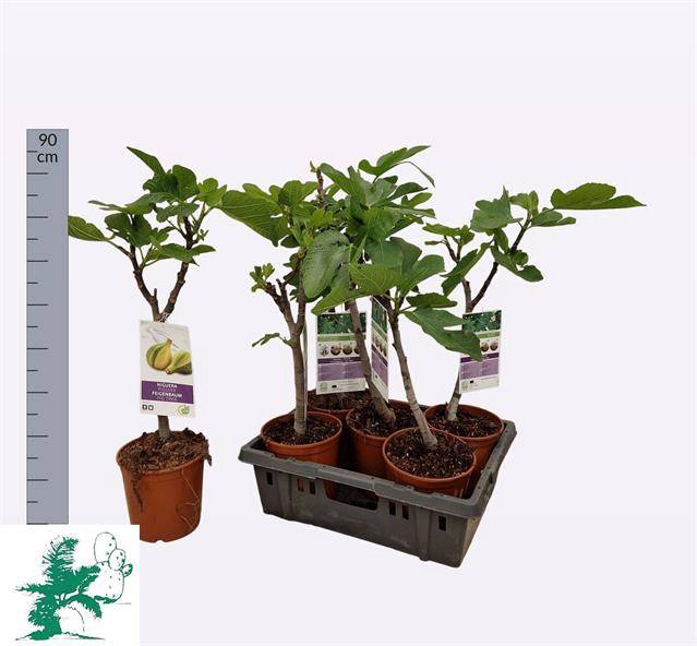 <h4>FICUS CARICA OP STAM C20</h4>