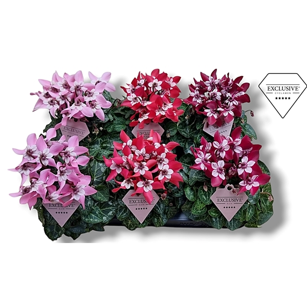 <h4>Cyclamen Exclusive® - Djix Mix Rood/Wijnrood/Roze</h4>