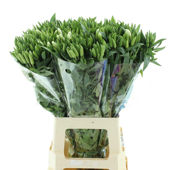 <h4>CLARKIA PINK</h4>