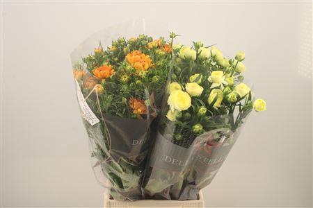 <h4>Ran N Moderna Mixed In The Bucket</h4>