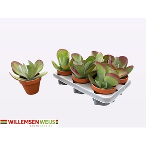 KALANCHOE THYRSIFL