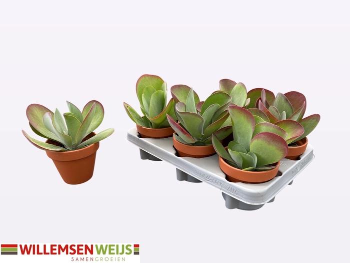 <h4>KALANCHOE THYRSIFL</h4>