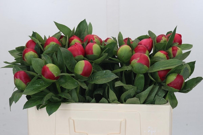 <h4>Paeonia Belgravia</h4>