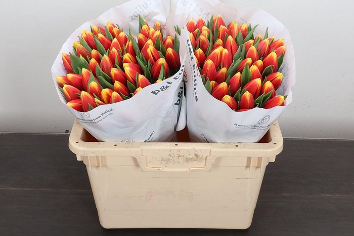 <h4>Tu En Russia</h4>