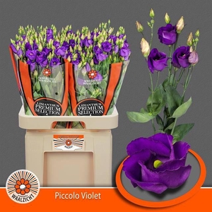 EUS E PICCO VIOLET