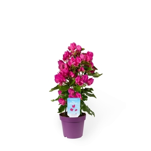 Bougainvillea  'Vera Dp Purple Imp'