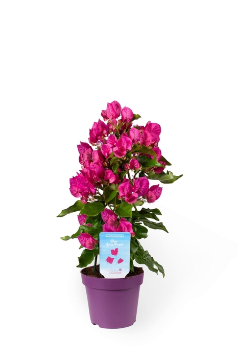 <h4>Bougainvillea 'Vera Dp Purple Imp'</h4>