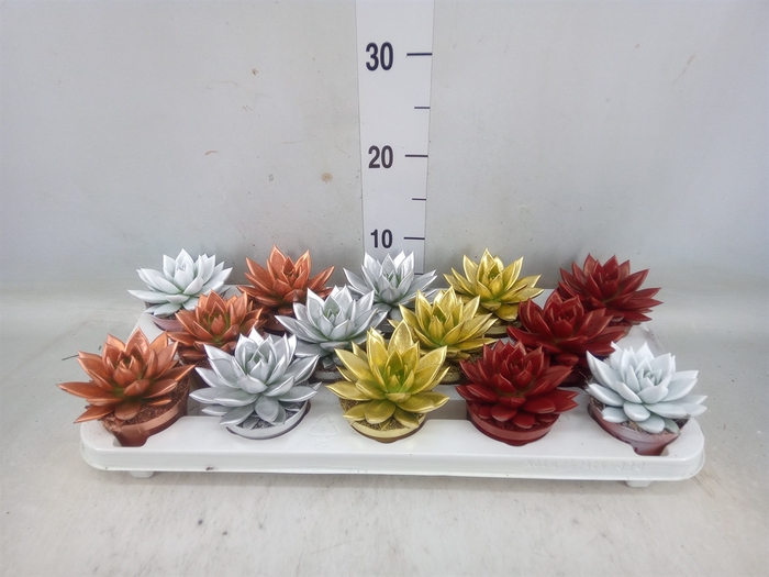 <h4>Echeveria  'Miranda'</h4>