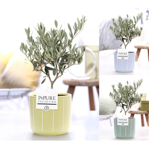 Olea Europaea in P&PURE Fleur ceramics ass. 3