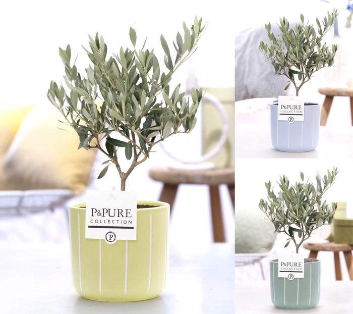 <h4>Olea Europaea in P&PURE Fleur ceramics ass. 3</h4>