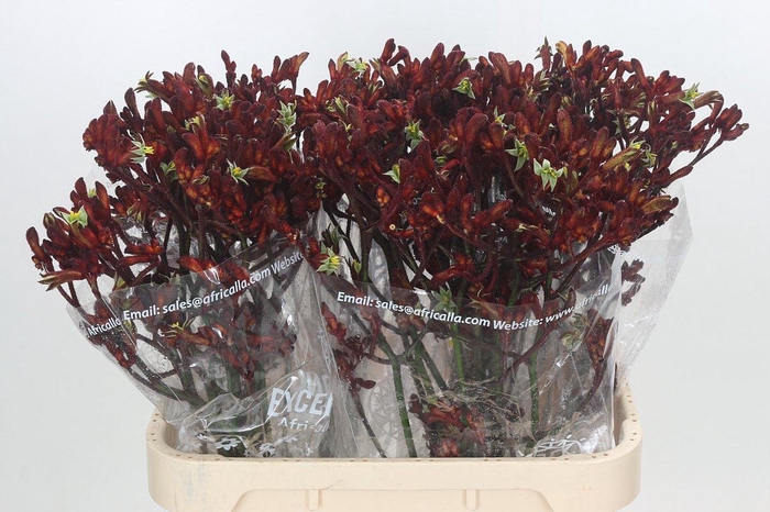 Kangaroo Paw Early Spring