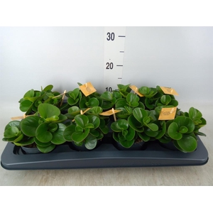 Peperomia obt. 'Obtipan'