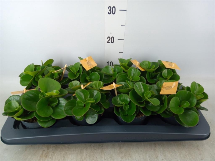 <h4>Peperomia obt. 'Obtipan'</h4>