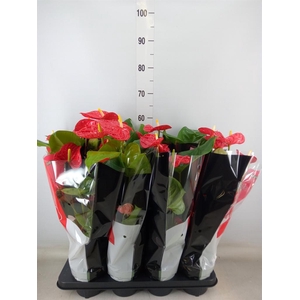 Anthurium andr. 'Madural'