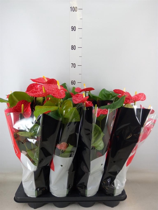 <h4>Anthurium andr. 'Madural'</h4>