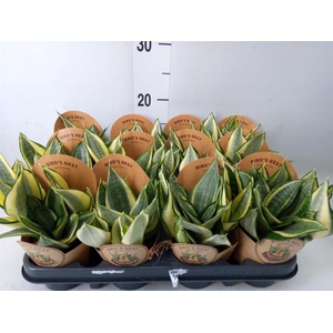 Sansevieria trifa. 'Golden Hahnii'