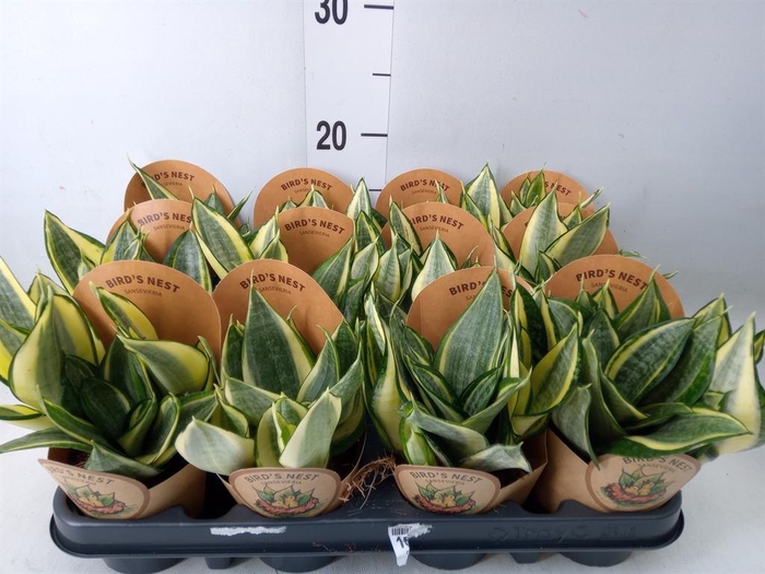 <h4>Sansevieria trifa. 'Golden Hahnii'</h4>